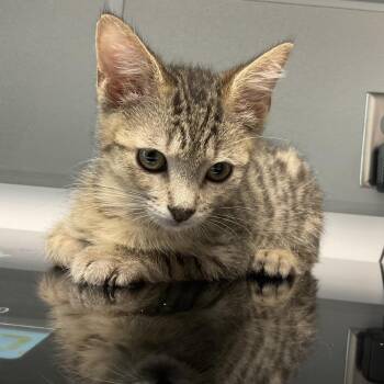 Angus -  Domestic Short Hair Cat for Adoption in Saint Joseph, Missouri - Angus | PetCurious