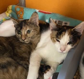 Rescue Domestic Short Hair Cats for Adoption in Elyria, Ohio - Chloe | PetCurious