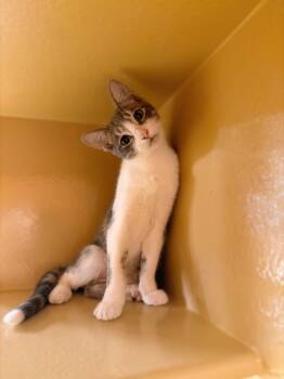 Rescue Domestic Short Hair Cats for Adoption in Thousand Oaks, California - 2Pac | PetCurious