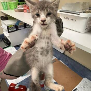 Wonton -  Domestic Short Hair Cat for Adoption in Lynchburg, Virginia - Wonton | PetCurious