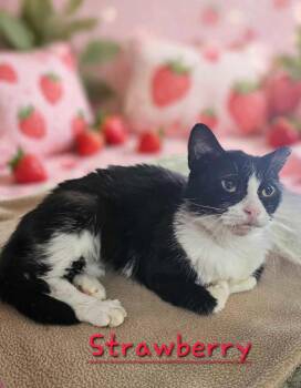 Strawberry Shortcake -  Domestic Short Hair Cat for Adoption in Jim Thorpe, Pennsylvania - Strawberry Shortcake | PetCurious