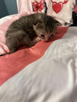 Domestic Short Hair Cats Available for Adoption - Freya | PetCurious