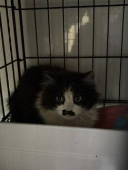 Domestic Medium Hair Cats Available for Adoption in Black River Falls, Wisconsin - Moustache | PetCurious