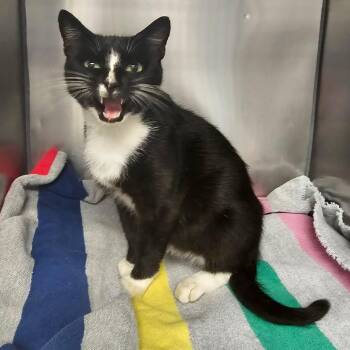 Juno -  Domestic Short Hair Cat for Adoption in Martinsville, Virginia - Juno | PetCurious