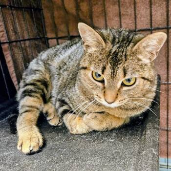 Domestic Short Hair Cats Available for Adoption in Las Vegas, Nevada - Cadenza | PetCurious