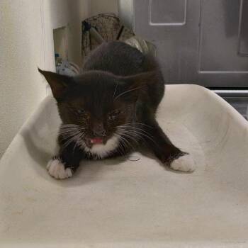 Kitty -  Domestic Short Hair Cat for Adoption in San Gabriel, California - Kitty | PetCurious