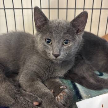 Domestic Short Hair Cats Available for Adoption in Lakeland, Florida - Kaito | PetCurious
