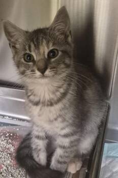 Cirrha -  Domestic Short Hair Cat for Adoption in Christiansburg, Virginia - Cirrha | PetCurious