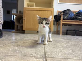 Rescue Domestic Short Hair Cats for Adoption in Hays, Kansas - Dolly Purrton | PetCurious