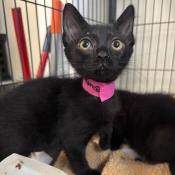 Bluejay -  Domestic Short Hair Cat for Adoption in Lakeland, Florida - Bluejay | PetCurious