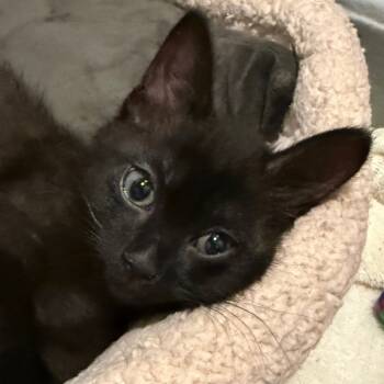 Rescue Domestic Short Hair Cats for Adoption in Portage, Michigan - Eugene | PetCurious