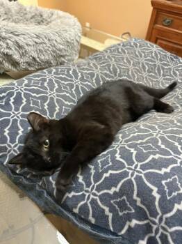 Domestic Short Hair Cats Available for Adoption - Mia Joliet | PetCurious