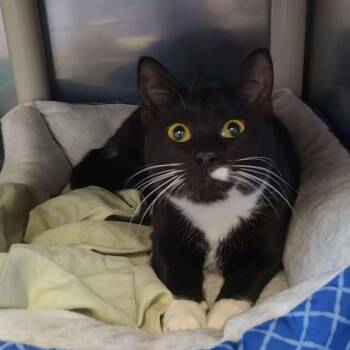 Domestic Short Hair Cats Available for Adoption in Winthrop, Maine - Heart | PetCurious