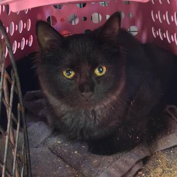 1026-39 Calypso -  Domestic Long Hair Cat for Adoption in Abingdon, Maryland - 1026-39 Calypso | PetCurious