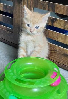 Sheldon -  Domestic Short Hair Cat for Adoption in Montello, Wisconsin - Sheldon | PetCurious
