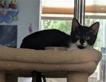 SORREL -  Domestic Short Hair Cat for Adoption in Santa Clara, California - SORREL | PetCurious