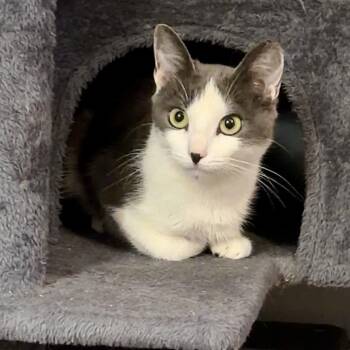 Squirtle -  Domestic Short Hair Cat for Adoption in Syracuse, New York - Squirtle | PetCurious