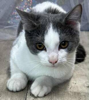Rescue Domestic Short Hair Cats for Adoption in Shreveport, Louisiana - Gracie | PetCurious