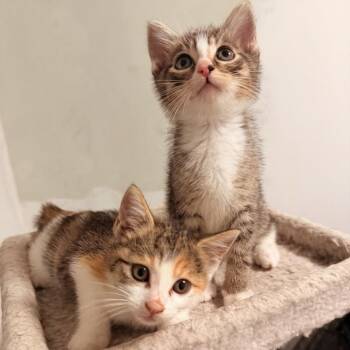 Tabby and Calico Cats Available for Adoption in Coral Gables, Florida - Nico And Sadie | PetCurious