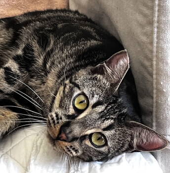 Rescue Tabby and Domestic Short Hair Cats for Adoption in Walnut Creek, California - JoJo | PetCurious
