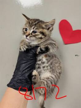 Domestic Short Hair Cats Available for Adoption in Ontario, California - EVIE- IN FOSTER | PetCurious
