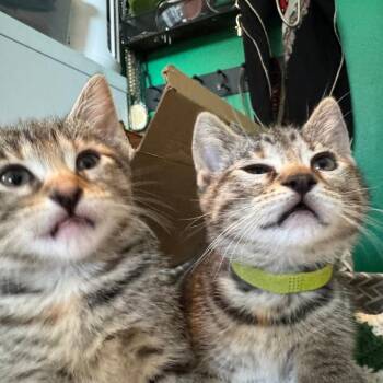 Peanuts -  Domestic Short Hair Cat Available for Adoption in Skokie, Illinois - Peanuts | PetCurious