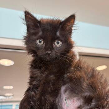 Axel -  Domestic Long Hair Cat for Adoption in Chesapeake, Virginia - Axel | PetCurious