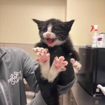 Gusteau -  Domestic Short Hair Cat for Adoption in Chicago, Illinois - Gusteau | PetCurious