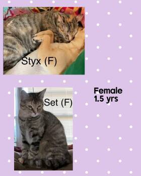 Domestic Short Hair Cats Available for Adoption in Holbrook, New York - SET | PetCurious
