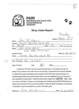 Rowdy -  Domestic Short Hair Cat for Adoption in Pratt, Kansas - Rowdy | PetCurious