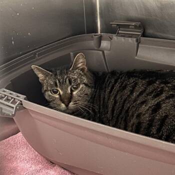 Domestic Short Hair Cats Available for Adoption - Bunny | PetCurious