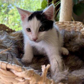 Domestic Short Hair Cats Available for Adoption - Fritter | PetCurious