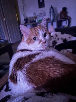 Rescue Domestic Medium Hair Cats for Adoption in Gallup, New Mexico - Nene | PetCurious