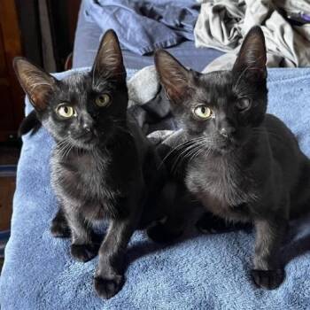 Rescue Domestic Short Hair Cats for Adoption in Yucca Valley, California - Em Dash | PetCurious