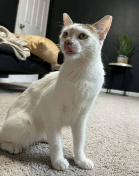 MABELL -  Domestic Medium Hair Cat for Adoption in San Antonio, Texas - MABELL | PetCurious