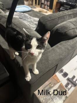 Domestic Short Hair Cats Available for Adoption - Milk Dud | PetCurious