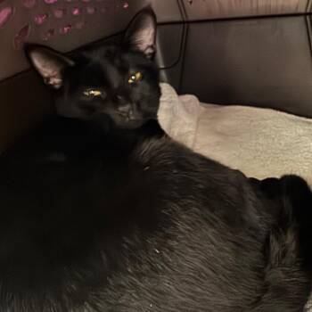 Domestic Short Hair Cats Available for Adoption in York, Pennsylvania - Hermit Crab | PetCurious