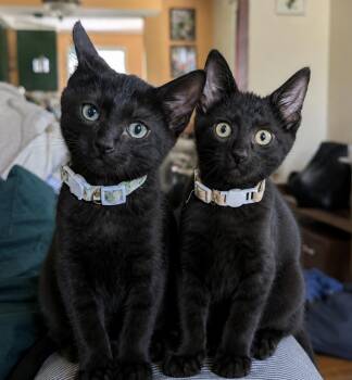 Crunch and Munch -  American Shorthair Cat for Adoption in Philadelphia, Pennsylvania - Crunch And Munch | PetCurious