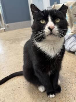 Rescue Domestic Short Hair Cats for Adoption in Morristown, New Jersey - Tommy | PetCurious