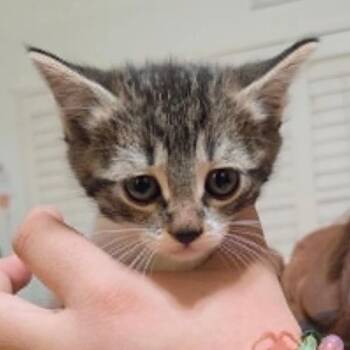 Ronnie -  Domestic Short Hair Cat Available for Adoption in Tehachapi, California - Ronnie | PetCurious