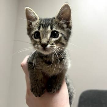 Rescue Domestic Short Hair Cats for Adoption in Fort Collins, Colorado - Spaulding | PetCurious