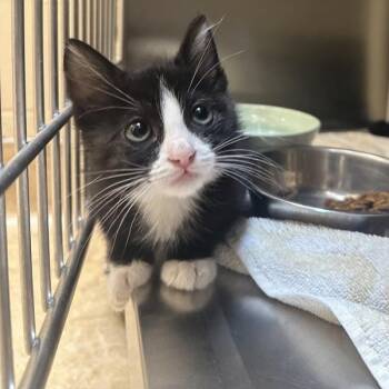 Mendes -  Domestic Short Hair Cat for Adoption in Walnut Creek, California - Mendes | PetCurious