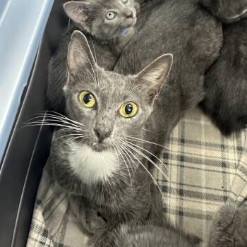 Sgaeyl -  Domestic Short Hair Cat for Adoption in Jupiter, Florida - Sgaeyl | PetCurious