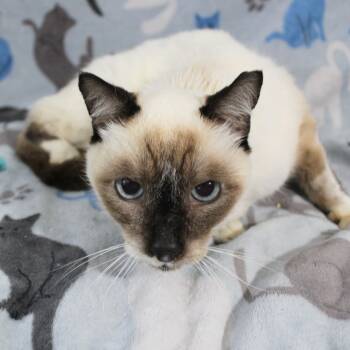 Rescue Siamese Cats for Adoption in New Braunfels, Texas - Maggie K | PetCurious
