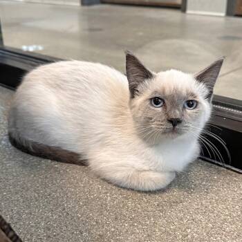 Beverly -  Domestic Short Hair Cat for Adoption in Hailey, Idaho - Beverly | PetCurious