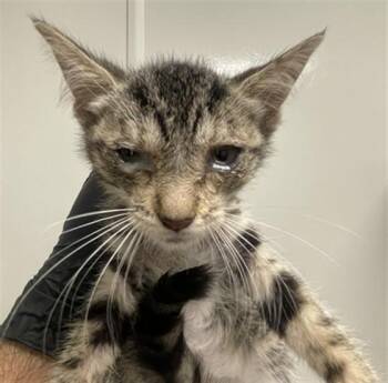 PETAL -  Domestic Short Hair Cat for Adoption in Ontario, California - PETAL | PetCurious