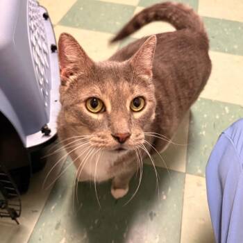 Ashton -  Domestic Short Hair Cat for Adoption in South Burlington, Vermont - Ashton | PetCurious