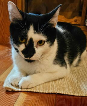 Rescue American Shorthair Cats for Adoption in Hull, Massachusetts - Becky | PetCurious