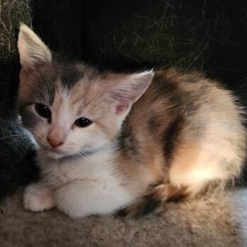 Guacamole -  Domestic Short Hair Cat for Adoption in Normal, Illinois - Guacamole | PetCurious