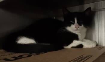 Rescue Domestic Short Hair Cats for Adoption in Pontiac, Michigan - Ashlin | PetCurious